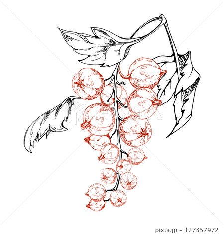 Currant gooseberry cluster bunch raceme with leaves, ripe garden berry casseille jostaberry juneberry, vector ink hand drawn. Isolated botanical illustration. Fresh organic food packaging, branding Currant gooseberry cluster bunch raceme with leaves, ripe garden berry casseille jostaberry juneberry, vector ink hand drawn. Isolated botanical illustration. Fresh organic food packaging, branding 127357972