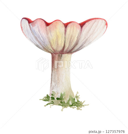 Russula webcap gill mushroom fungus, autumn forest harvest, edible raw ingredient for vegan cooking. Single element hand drawn in watercolor. Foraging logbooks, gardening notebooks, nature posters 127357976