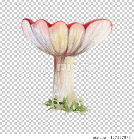 Russula webcap gill mushroom fungus, autumn forest harvest, edible raw ingredient for vegan cooking. Single element hand drawn in watercolor. Foraging logbooks, gardening notebooks, nature posters 127357976
