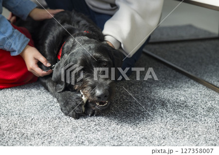 愛犬とくつろぐ夫婦 127358007