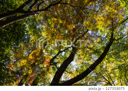 秋の小豆島　紅葉の寒霞渓　表十二景登山道 127358075