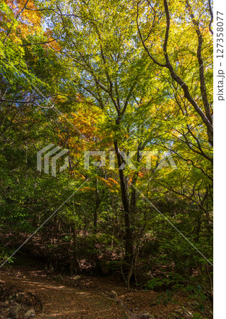 秋の小豆島 紅葉の寒霞渓 表十二景登山道 秋の小豆島 紅葉の寒霞渓 表十二景登山道 127358077