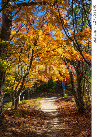 秋の小豆島　紅葉の寒霞渓 127358140