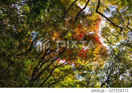 秋の小豆島　紅葉の寒霞渓　表十二景登山道 127358171