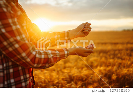 Hands Of Farmer Close-up Holding Handful Of Wheat Grains In Wheat Field. Growth nature harvest. Hands Of Farmer Close-up Holding Handful Of Wheat Grains In Wheat Field. Growth nature harvest. 127358190