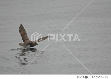 離水する「フルマカモメ」（羅臼港 沖合／北海道目梨郡羅臼町） 127358279