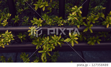 柵から飛び出た木の葉っぱ 127358489