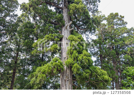 長野 戸隠神社 境内の御神木 127358508