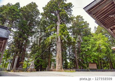 長野 戸隠神社 境内の御神木 127358509