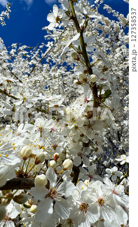 Cherry Blossoms and Buds in Spring Sunlight. 127358537