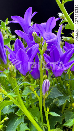 Purple Garden Flowers with Blurred Background Daisies. 127358539
