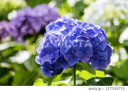 青い紫陽花 青い紫陽花 127358753