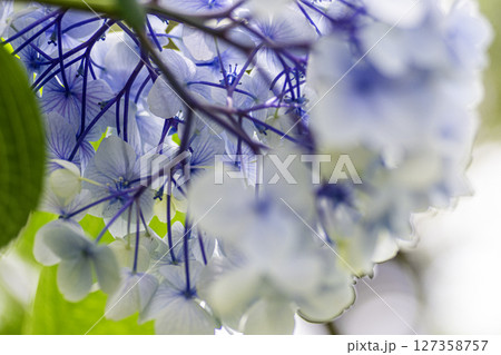 青い紫陽花 127358757