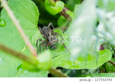 昆虫を捕食するコモリグモ 127358793