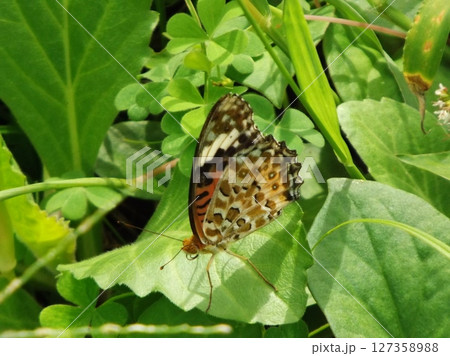 葉の上で休むメスのツマグロヒョウモン 葉の上で休むメスのツマグロヒョウモン 127358988