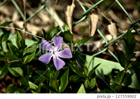 ツルニチニチソウ 127359002