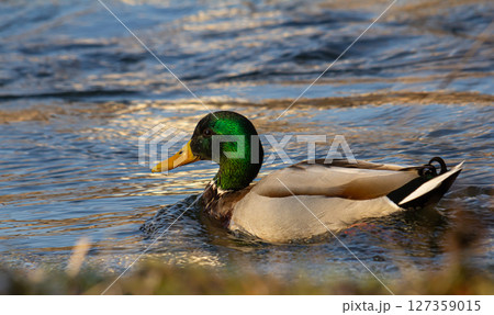 Male mallard duck swims gracefully in the shimmering water during sunrise at a tranquil nature reserve 127359015