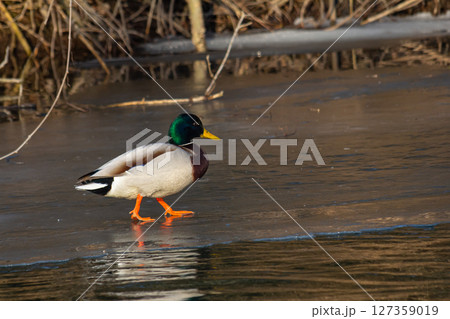 Colorful male mallard duck walking across frozen pond in early winter sunlight surrounded by bare branches and brush in a natural setting Colorful male mallard duck walking across frozen pond in early winter sunlight surrounded by bare branches and brush in a natural setting 127359019