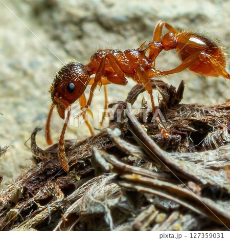 Close-up view of an ant interacting with its environment on a natural surface during daytime in a forest habitat Close-up view of an ant interacting with its environment on a natural surface during daytime in a forest habitat 127359031