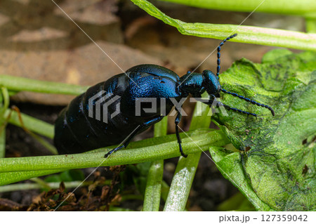 Violet oil beetle Meloe proscarabaeus crawling on green foliage during a sunny afternoon in early spring 127359042