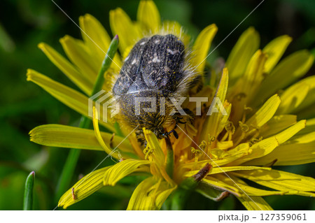 Small hairy rose beetle Epicometis hirta foraging on vibrant yellow dandelion flower in a lush garden setting under bright sunlight Small hairy rose beetle Epicometis hirta foraging on vibrant yellow dandelion flower in a lush garden setting under bright sunlight 127359061