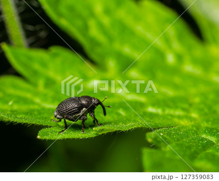 Close-up view of a black weevil on a vibrant green leaf during daylight hours in a natural garden Close-up view of a black weevil on a vibrant green leaf during daylight hours in a natural garden 127359083