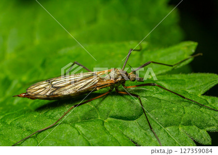 Common crane fly Tipula oleracea resting on a green leaf in a natural setting during daylight hours Common crane fly Tipula oleracea resting on a green leaf in a natural setting during daylight hours 127359084