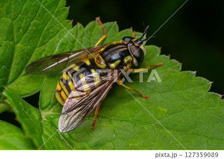 Chrysotoxum spp. hoverfly rests on a green leaf showcasing its vivid yellow and black markings in a natural environment 127359089