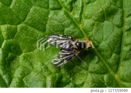 Detailed view of Rhagoletis cerasi the cherry fruit fly resting on a green leaf showcasing characteristics of this significant agricultural pest Detailed view of Rhagoletis cerasi the cherry fruit fly resting on a green leaf showcasing characteristics of this significant agricultural pest 127359090