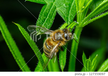 Close-up of a bee resting on green foliage during daytime in a natural habitat Close-up of a bee resting on green foliage during daytime in a natural habitat 127359097