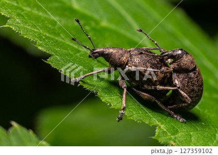 Close-up view of a pair of weevils mating on a green leaf in a natural habitat during the day 127359102