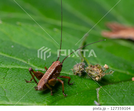 Dark bush-cricket nymph actively exploring green foliage in a natural habitat during a sunny afternoon Dark bush-cricket nymph actively exploring green foliage in a natural habitat during a sunny afternoon 127359104