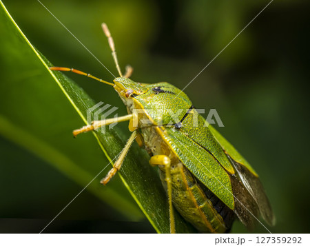 Macro Shot of a Vibrant Green Shield Bug on a Leaf 127359292
