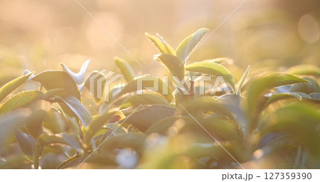 Green tea tree leaves camellia sinensis in organic farm sunlight. Fresh young tender bud herbal farm on summer morning. Sunlight Green tea tree plant. Close up Tree tea plant green nature in morning 127359390
