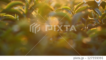 Green tea tree leaves camellia sinensis in organic farm sunlight. Fresh young tender bud herbal farm on summer morning. Sunlight Green tea tree plant. Close up Tree tea plant green nature in morning Green tea tree leaves camellia sinensis in organic farm sunlight. Fresh young tender bud herbal farm on summer morning. Sunlight Green tea tree plant. Close up Tree tea plant green nature in morning 127359391