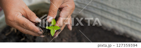 Banner Eco green sustainable hands holding tree earth day environment concept. Hands growing tree on earth day background. Save world energy protect plant tree watering soil garden with copy space 127359394