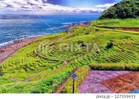 復活中の千枚田 127359433