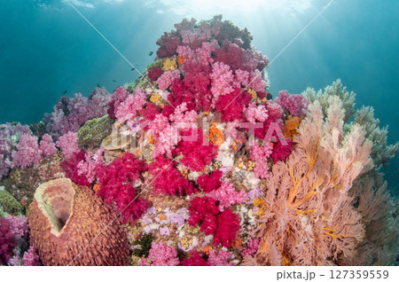 Colorful underwater landscape around Talang Pinnacle near Lipe island, Thailand 127359559