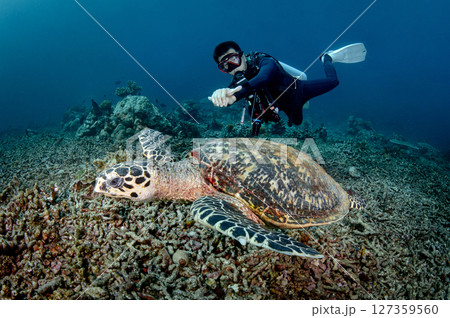 Male scuba diver diving with hawksbill sea turtle 127359560