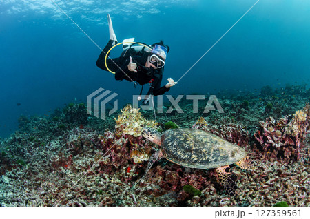 Female scuba diver diving with hawksbill sea turtle Female scuba diver diving with hawksbill sea turtle 127359561