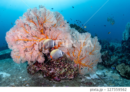 Redtail butterfly fish with pink sea fan corals at Tachai Pinnacle in Andaman sea, Thailand 127359562