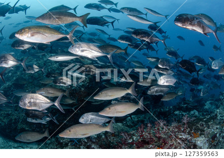 School of Jack fish and longnose emperor at Richelieu Rock, Andaman sea, Thailand 127359563