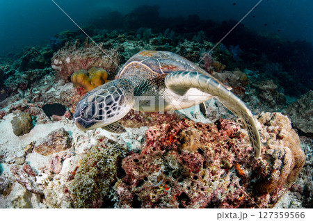 Green turtle on coral reef at Hin Daeng dive site in Andaman sea, Thailand 127359566