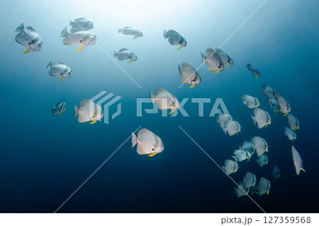 School of Longfin Batfish swimming together in the blue ocean 127359568