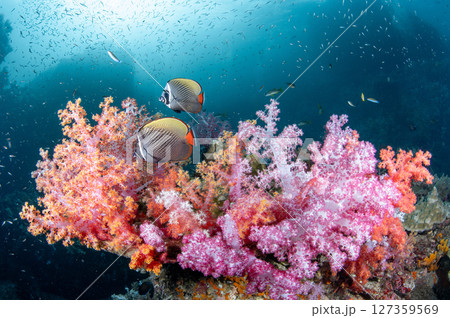 Redtail butterfly fish swimming over a colorful soft coral reef in Andaman sea in Thailand Redtail butterfly fish swimming over a colorful soft coral reef in Andaman sea in Thailand 127359569
