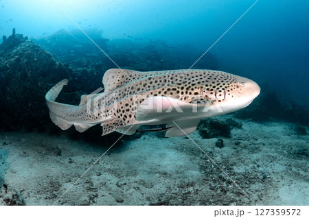 Zebra Shark (Stegostoma tigrinum) also known in Thailand as Leopard Shark in Andaman Sea, Thailand 127359572