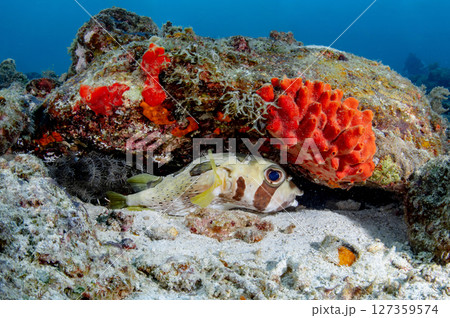 Porcupine puffer fish hiding under the rock in Andaman sea at Racha island in Phuket, Thailand 127359574