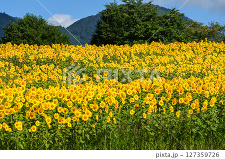 高原の向日葵畑で笑顔いっぱいで咲き誇る向日葵たち。岡山県真庭市「蒜山高原・蒜山ジャージーランド」 高原の向日葵畑で笑顔いっぱいで咲き誇る向日葵たち。岡山県真庭市「蒜山高原・蒜山ジャージーランド」 127359726