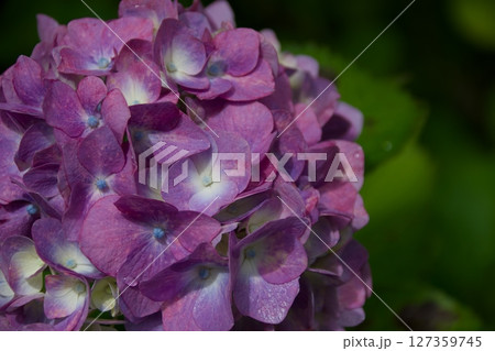 雨上がりの紫陽花 雨上がりの紫陽花 127359745