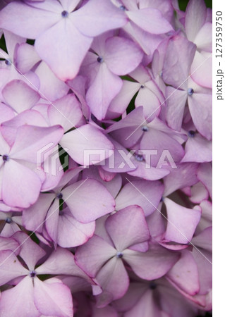 雨上がりの紫陽花 127359750
